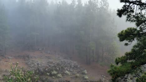 Morgennebel-Und-Dunst-Hängen-über-Einem-Pinienwald-Auf-Der-Insel-Teneriffa-Hoch-Oben-Auf-Einem-Vulkanberg