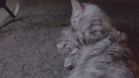 maine coon kitten getting cleaned by her mum on the floor
