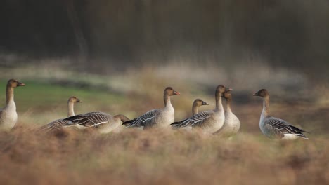 cría de gansos de frijol en el campo del norte de europa