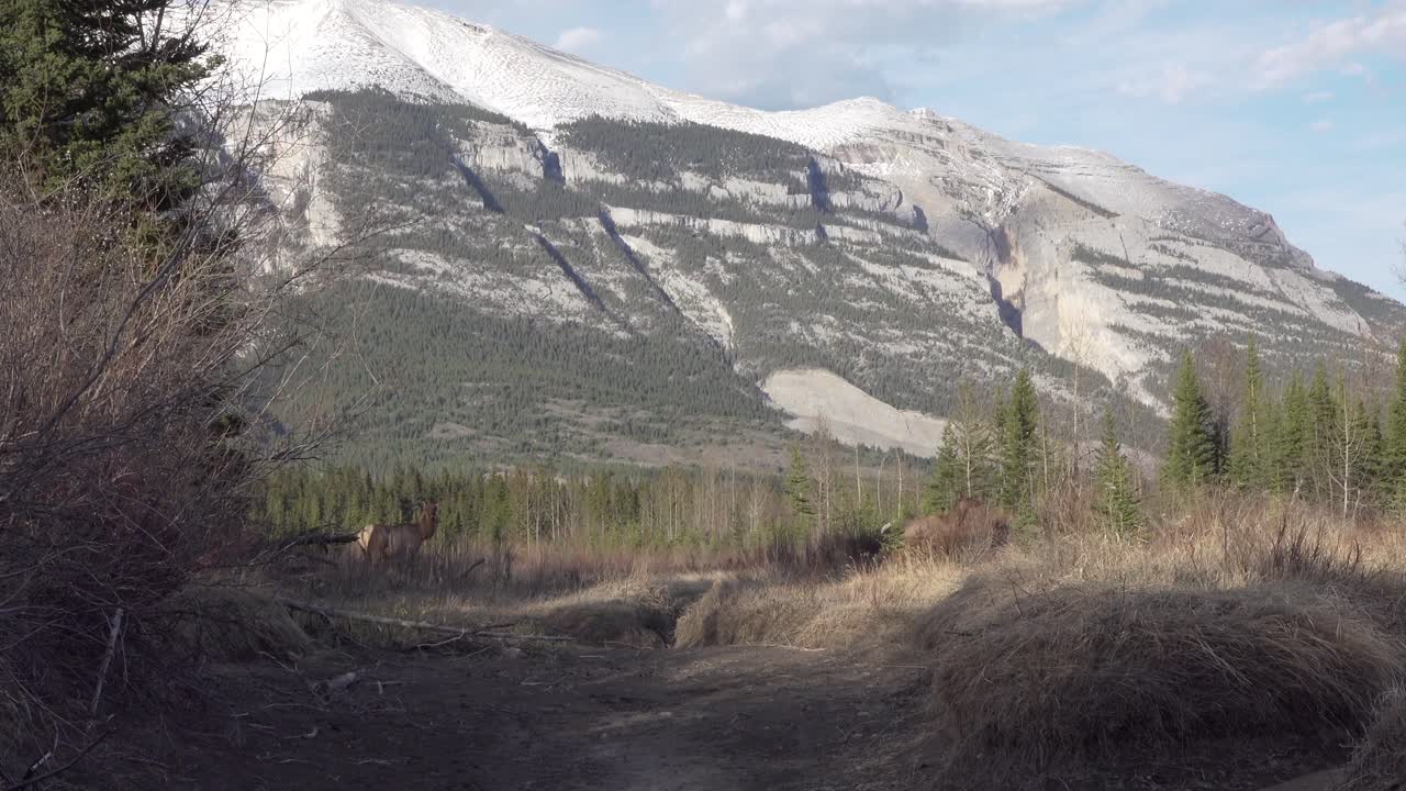 Elk walking in the snow capped mountains.