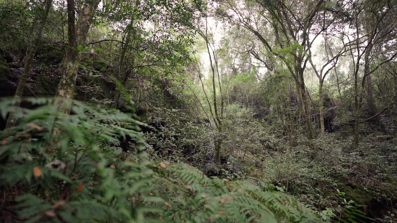 Dense green forest in Gruta India, Misiones, Argentina, sunlight filtering through thick foliage, water streams down rocks in distance, natural backdrop background