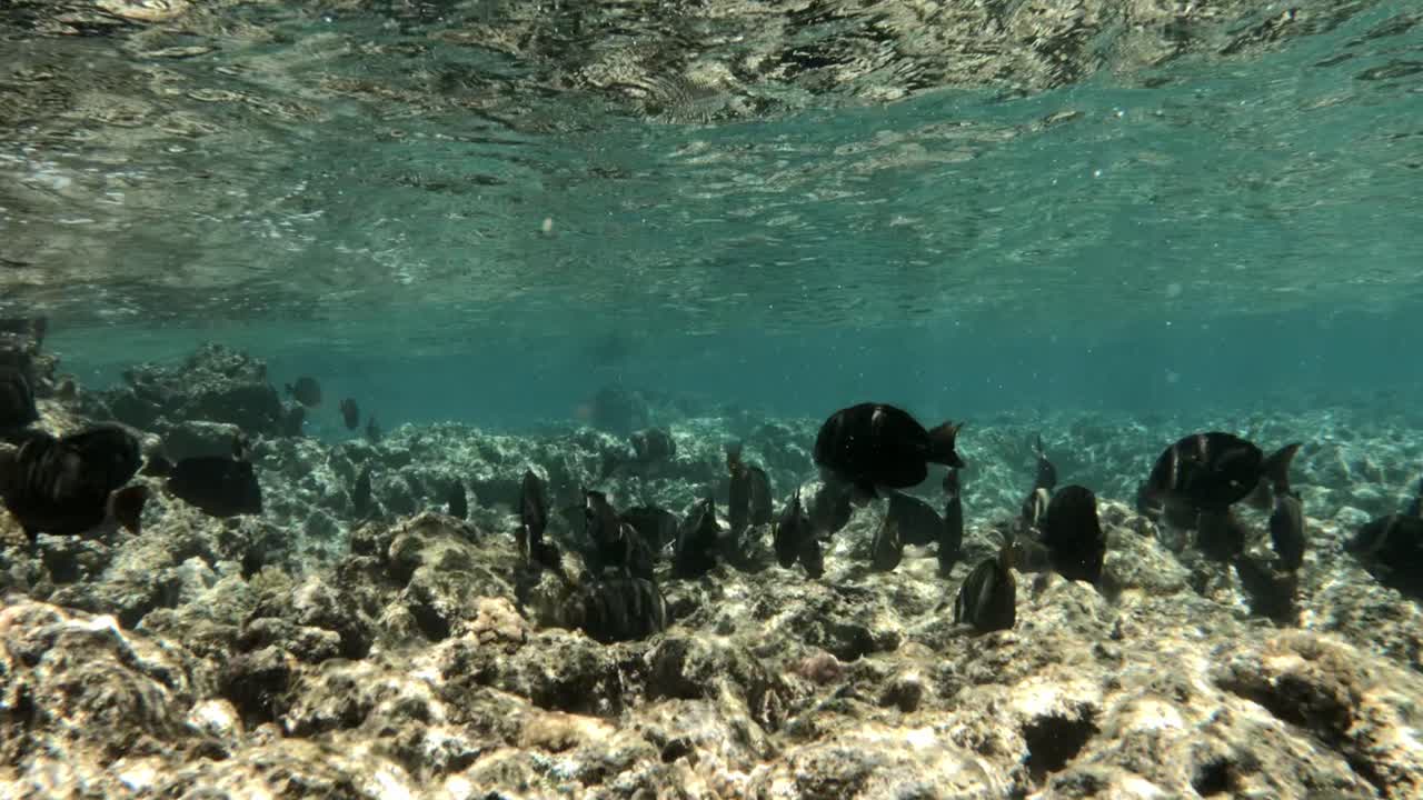 un grupo de peces nada bajo el agua justo por encima de un arrecife de coral claro