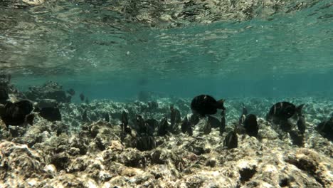 a school of fish swims underwater just above a clear coral reef