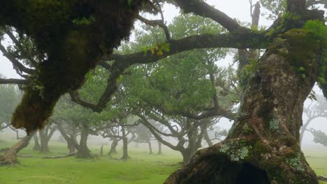 Fanal-Magical-misty-forest-in-Madeira,-Portugal