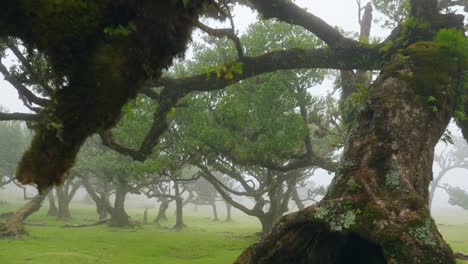 Fanal-Mágico-Bosque-Brumoso-En-Madeira,-Portugal