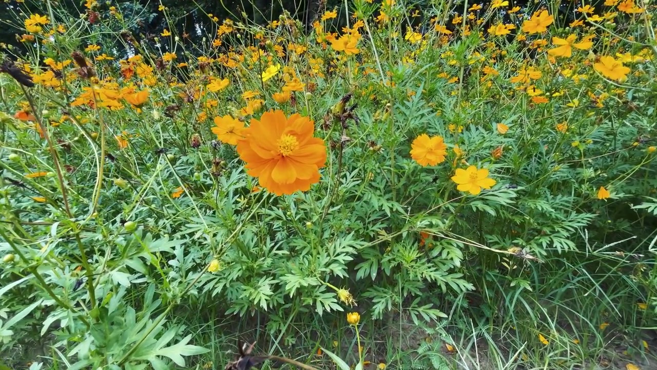 Campo Vibrante di Fiori di Cosmos Arancioni in Fiore