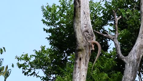 雲<unk> (clouded monitor lizard) 是一種在泰國和亞洲其他國家生長的動物