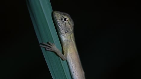 El-Lagarto-De-Jardín-Oriental-También-Se-Llama-Lagarto-De-Jardín-Oriental,-Chupasangre-Y-Lagarto-Cambiable