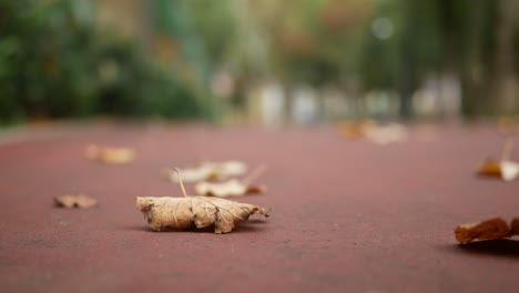 hojas de otoño en un camino del parque