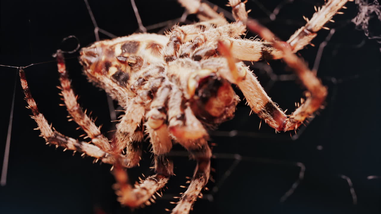 Close up of a spider sitting in its web, showing intricate details of its body and fine silk threads