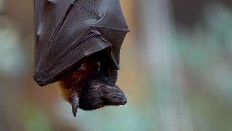 a large flying fox hanging upside down wrapped between his wings preparing to sleep