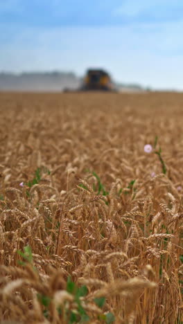 wheat harvest ready to harvest. wheat field ready to be harvested and transported