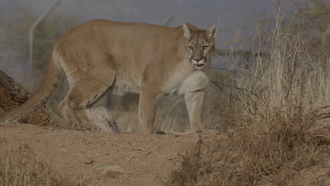 puma hembra acechando a su presa en cámara lenta en un clima árido del desierto - en el estilo de un documental de la naturaleza