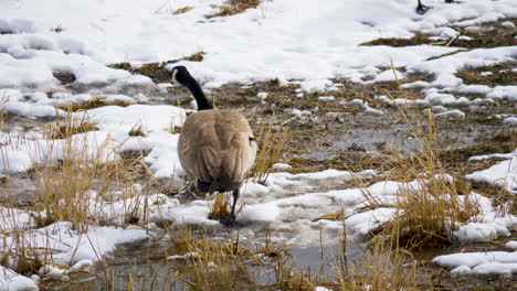 Eine-Kanadagans-Sucht-In-Einem-Feuchtgebiet-Im-Winter-Nach-Nahrung