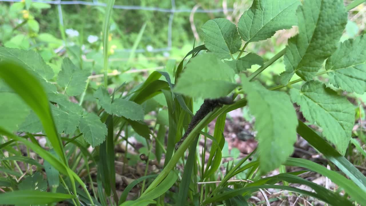 Medium close up of caterpillar moving in nature, bright light, 4k