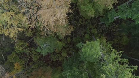 Rising-above-pine-forest-in-autumn-season