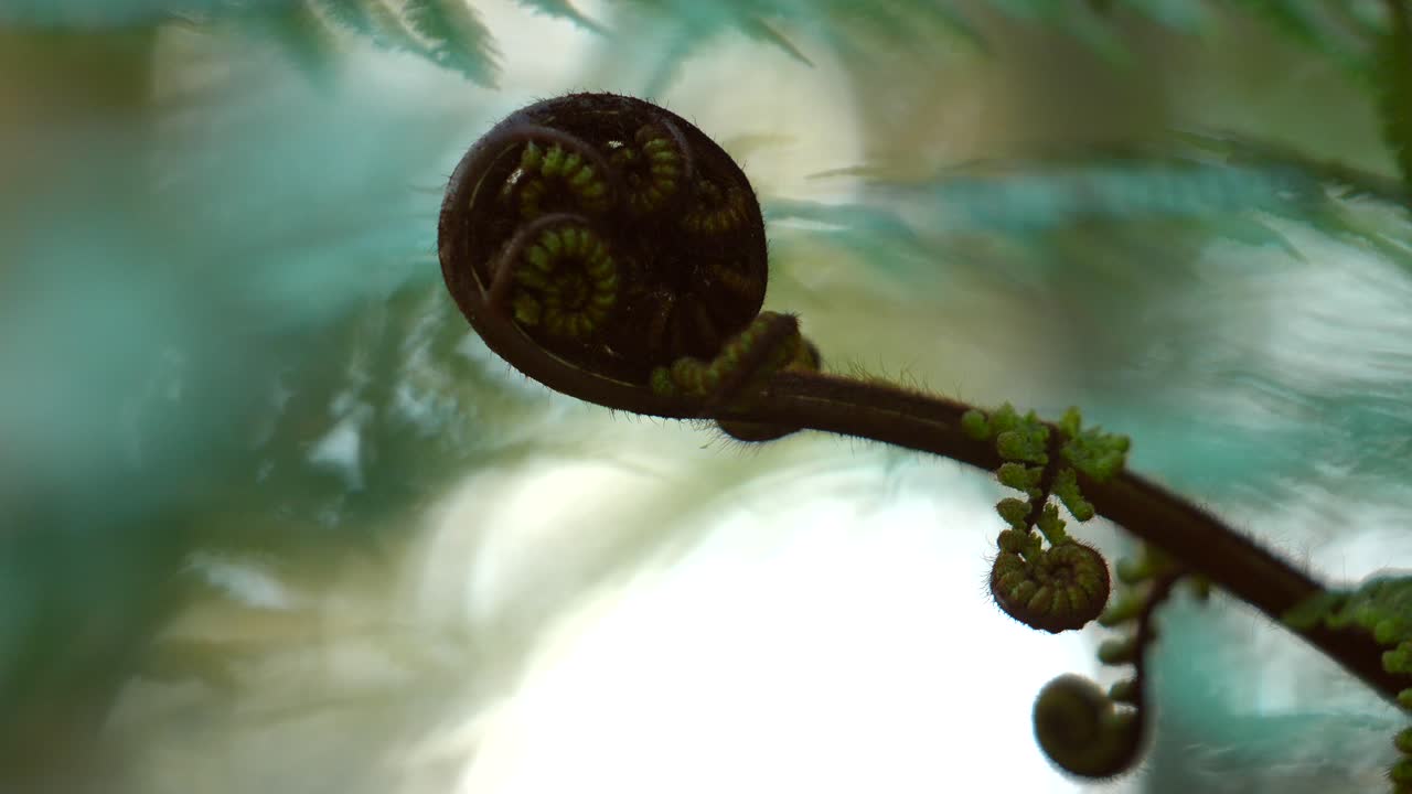 Close-up of a Fern Fiddlehead Unfurling