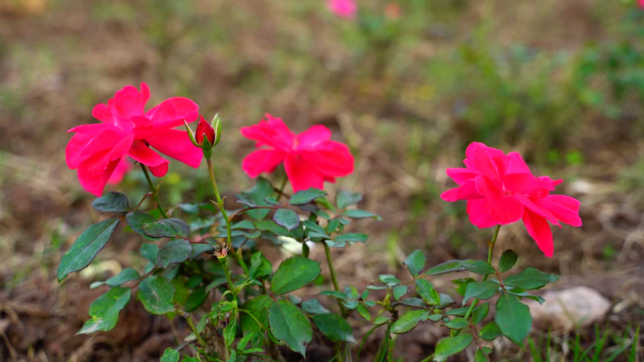 flor en el jardín brilló en el sol-1