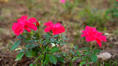 flower in the garden shined at sun-1