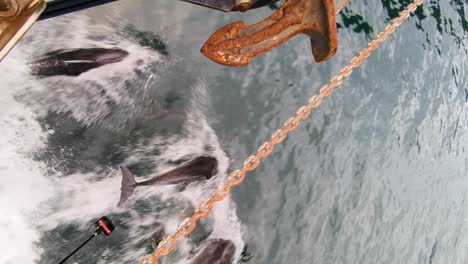 bottlenose dolphins interacting with tourist boats, leading in in new zealand