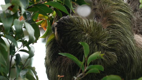 el perezoso come en medio de la belleza de la selva tropical.