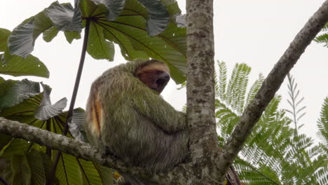 Cute-sloth-yawning-after-waking-up-from-a-nap