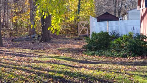 Ein-Wildes-Eichhörnchen,-Das-An-Einem-Kalten-Herbsttag-Gefangen-Wurde