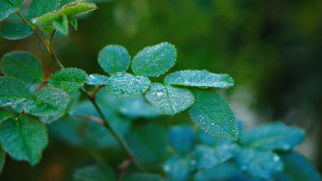 Leaves-on-a-sprig-of-a-small-raspberry-bush-on-the-side-of-the-road-near-a-village-house-in-the-shade-in-the-morning