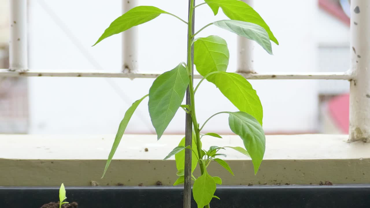 Chilli plant vegetable green leaves vegan in soil growing indoor garden