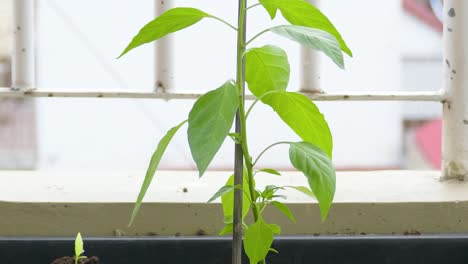 chilli plant vegetable green leaves vegan in soil growing indoor garden