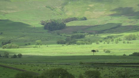 Wolkenschatten-Bewegen-Sich-Schnell-über-Die-Grüne-Englische-Landschaft,-Tallandschaft-Mit-Schafen-Und-Wäldern