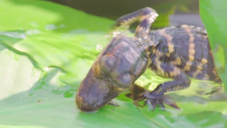 caimán bebé tratando de comer insectos en lily pad cerrar