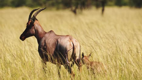 jóvenes topi bebés lindos por el lado de la madre recién nacidos en las altas praderas de masai mara sabana vida silvestre africana en la reserva nacional de masai mara, kenia, áfrica animales de safari en el norte de la conservación