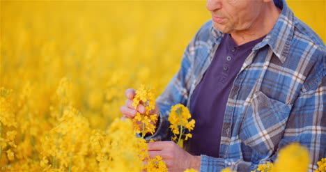 Agronomist-Checking-Rapeseed-Crops-At-Farm-Farmer-Examining-Crops-Checking-Plants-Quality-Agriculture-Concept-1