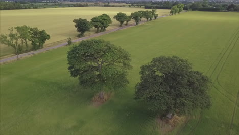 Panorámica-Aérea-De-4k-Alrededor-De-Dos-árboles-En-El-Campo