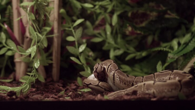 Royal Python Snake In The Ground Devours Its Prey