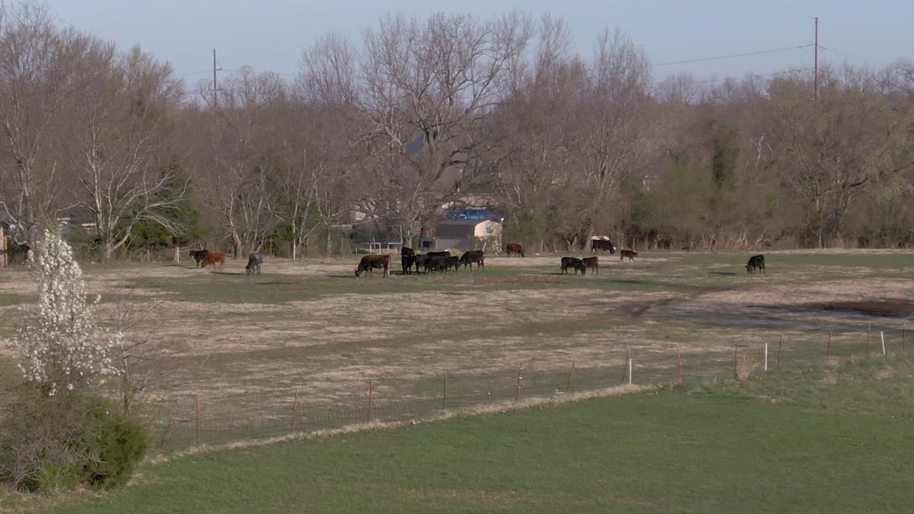 cows in the pasture of the ranch