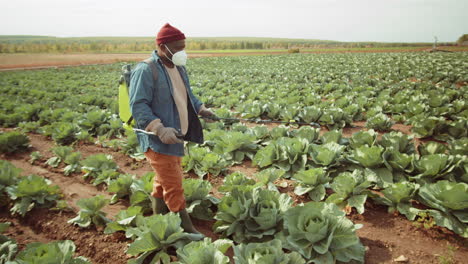 hombre afroamericano rociando repollo en el campo de la granja