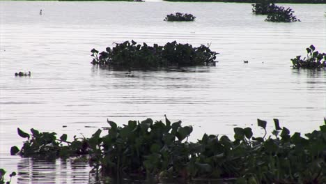 Water-hyacinth
floating-on-a-river-in-Nigeria