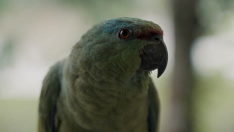 primer plano, perfil, de, amazon, festivo, loro, contra, bokeh, plano de fondo