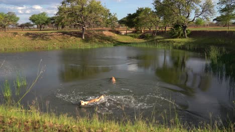 two happy labradors playing fetch with a stick in a pond