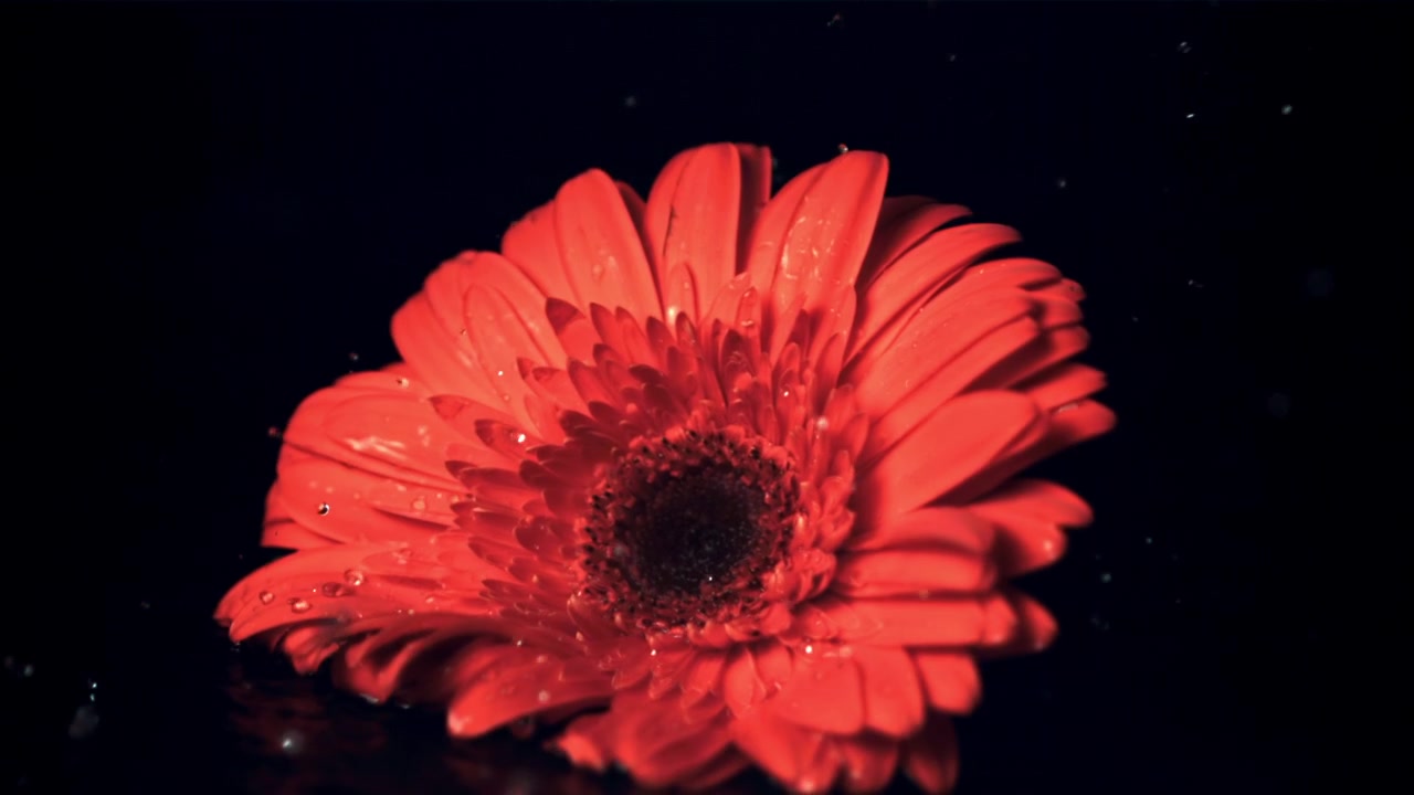 Fiore di gerbera rossa con goccioline d'acqua che cadono e schizzano