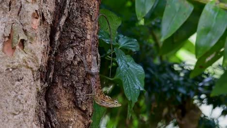 El-Lagarto-De-Jardín-Oriental-También-Se-Llama-Lagarto-De-Jardín-Oriental,-Chupasangre-Y-Lagarto-Cambiable