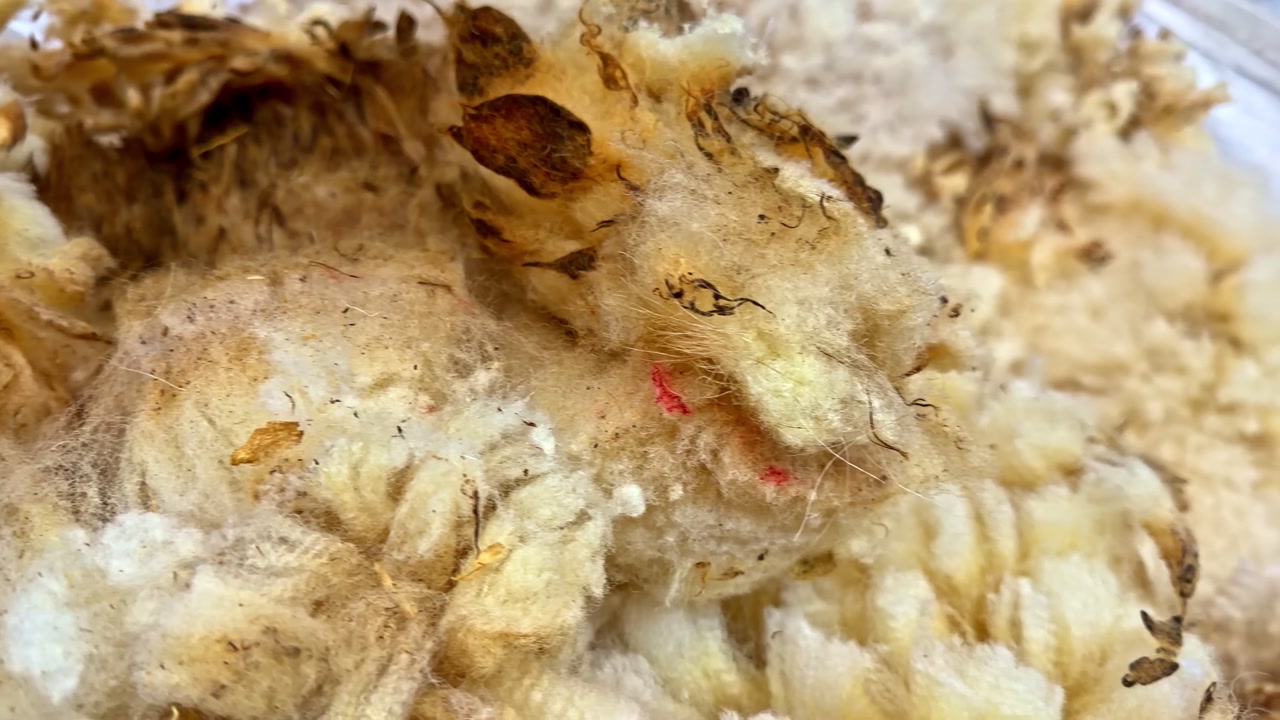Raw sheep wool texture with natural debris, showing fiber detail