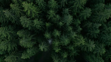 aerial - dense forest in transylvania, romania, rising top down spinning shot