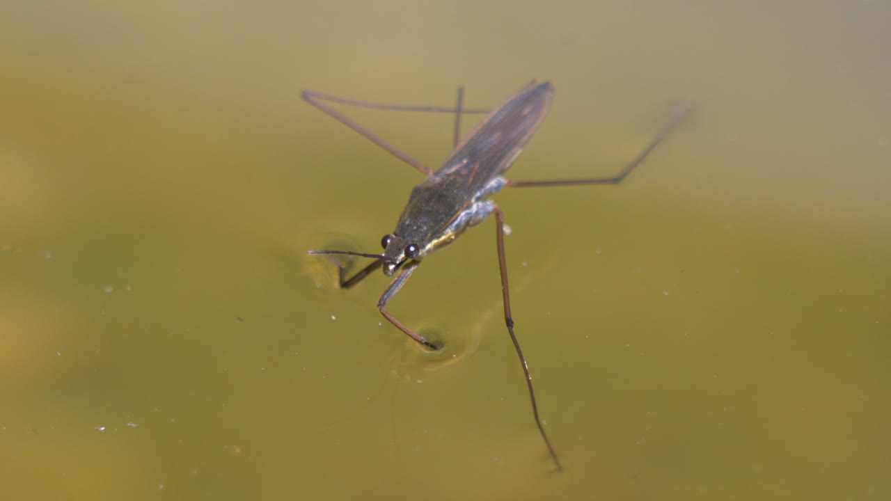 Macro shot of wild strider cooling on water surface of natural pond in summer - 4k cinematic prores shot