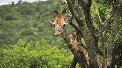 giraffe peeks out behind trees then hides and disappears