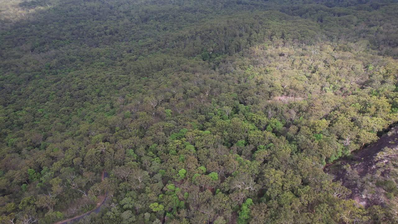 Tewantin Forest Reserve In Tinbeerwah, Australia - Aerial Drone Shot