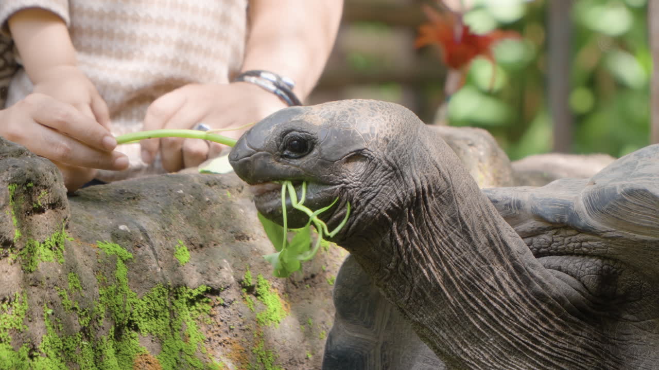 인도네시아 시안간에 있는 발리 사파리 및 해양 공원 (bali safari and marine park) 에 있는 알다브라 거대 거북이에게 식물을 공급하는 어머니와 딸의 손