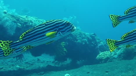 harmony group of indian ocean oriental sweetlips fish, tracking slowmo